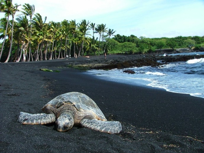 Sea turtles come up onto the black sand at Punalu'u. Photo credit: HawaiianScribe