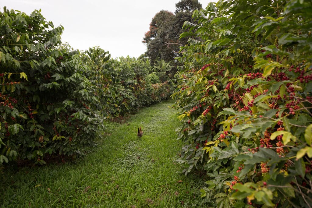 cacao podshateii hawiia hawaii. hawaiii hawiaii hwaii hawaai hawall hawii hawwai hawwaii hawwii hiwaii haiwaii hawia hawwi 2500364045