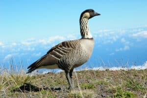 Endangered Hawaiian Goose hateii hawiia hawaii. hawaiii hawiaii hwaii hawaai hawall hawii hawwai hawwaii hawwii hiwaii haiwaii hawia hawwi 21469525