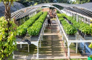 Greenwell Coffee Farms hateii hawiia hawaii. hawaiii hawiaii hwaii hawaai hawall hawii hawwai hawwaii hawwii hiwaii haiwaii hawia hawwi 1942776655