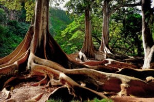 Hawaii Kauai Allerton Garden fig tree trunks hateii hawiia hawaii. hawaiii hawiaii hwaii hawaai hawall hawii hawwai hawwaii hawwii hiwaii haiwaii hawia hawwi 505187770