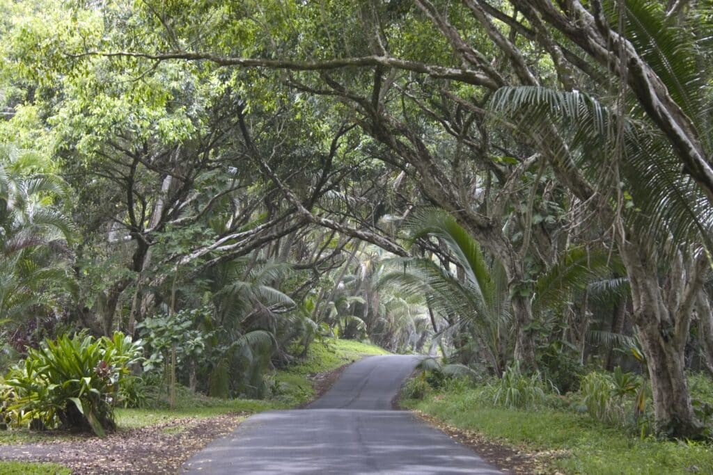 Kuaui Tree Tunnel Roadhateii hawiia hawaii. hawaiii hawiaii hwaii hawaai hawall hawii hawwai hawwaii hawwii hiwaii haiwaii hawia hawwi 3620779