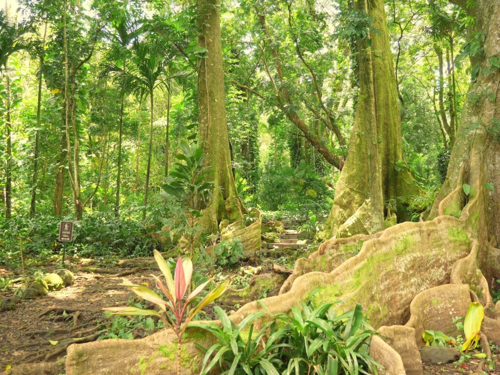 Lyon Arboretum2571831809 hateii hawiia hawaii. hawaiii hawiaii hwaii hawaai hawall hawii hawwai hawwaii hawwii hiwaii haiwaii hawia hawwi