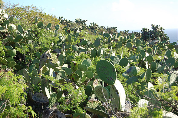 Image of mammoth sea mammals
