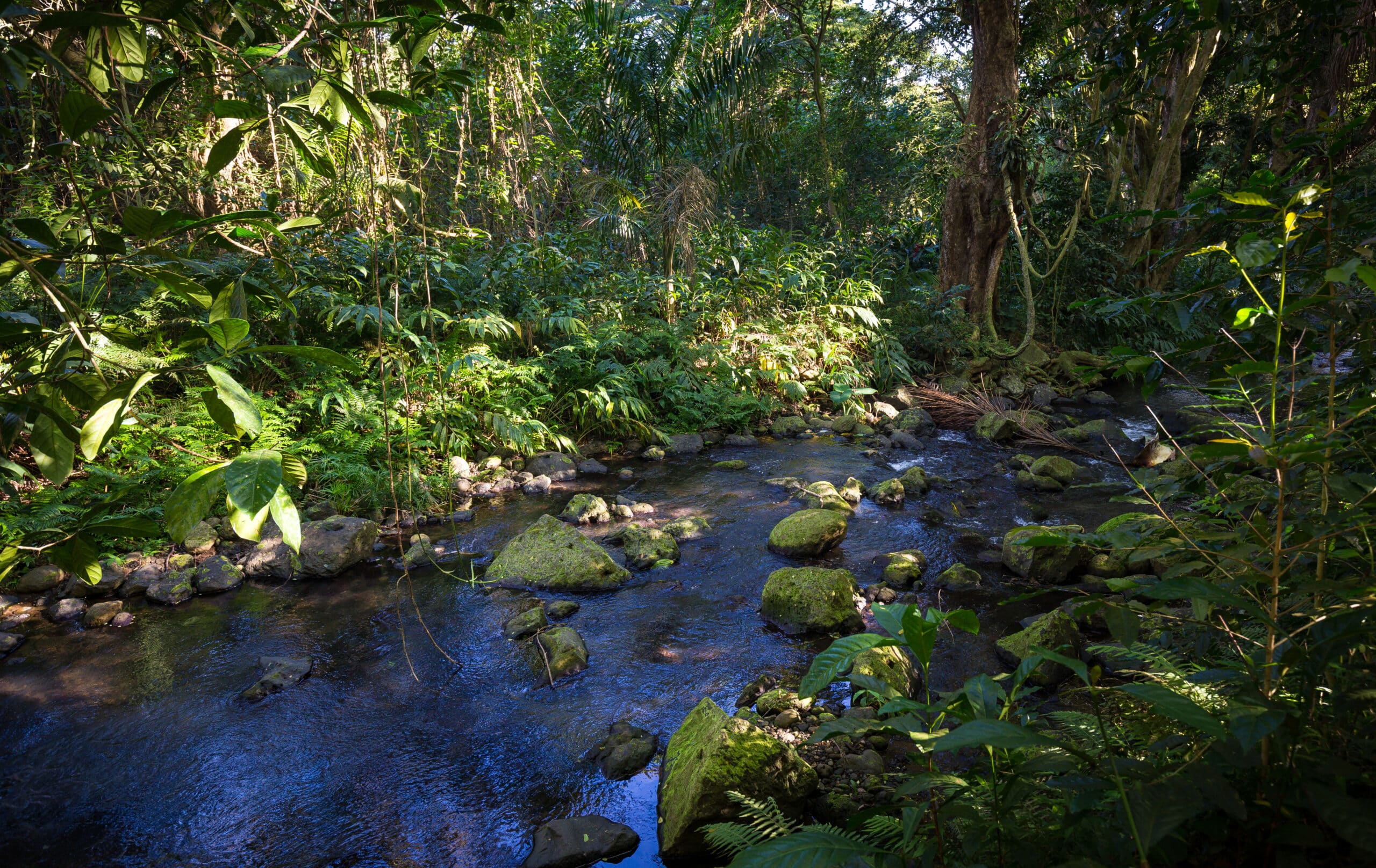 Image of Maunawili Falls