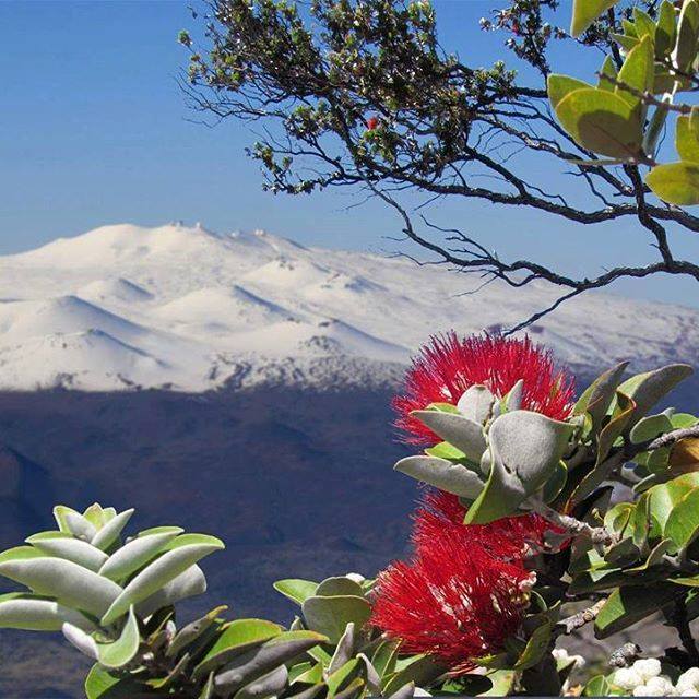 Red flower and snow on mountain