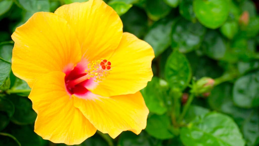 Yellow hibiscus flowershateii hawiia hawaii. hawaiii hawiaii hwaii hawaai hawall hawii hawwai hawwaii hawwii hiwaii haiwaii hawia hawwi 1572899242
